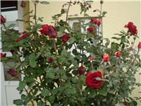 e56f2f7a-Picture 5364.jpg